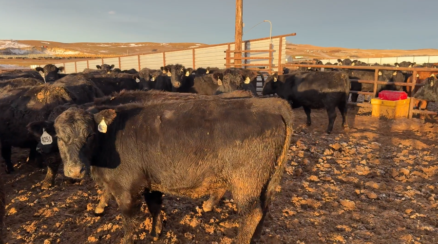 Ai bred – 1100 lbs – mostly home raised – April calving- fancy!-BH1217C5